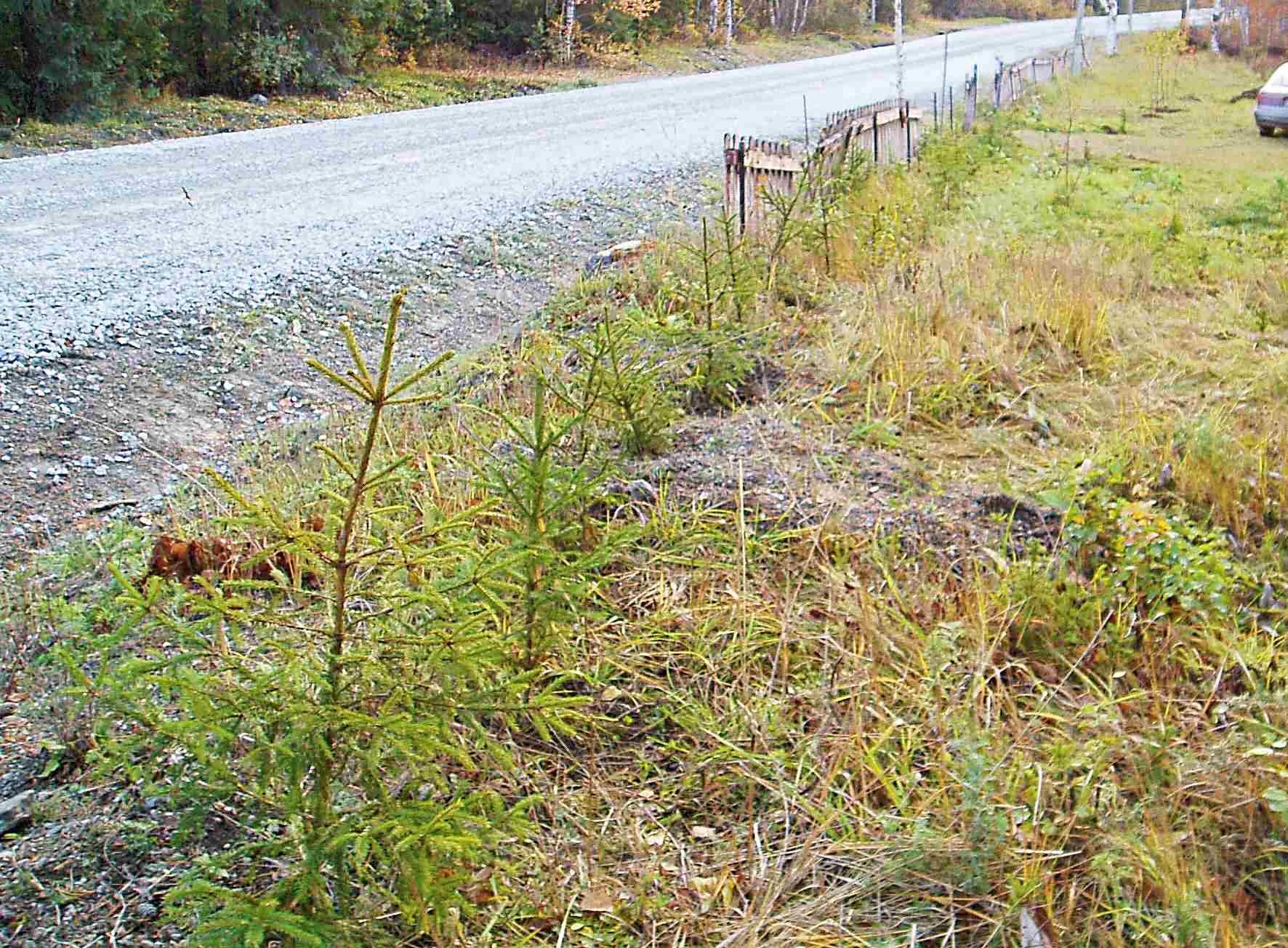 Höst i trädgården
